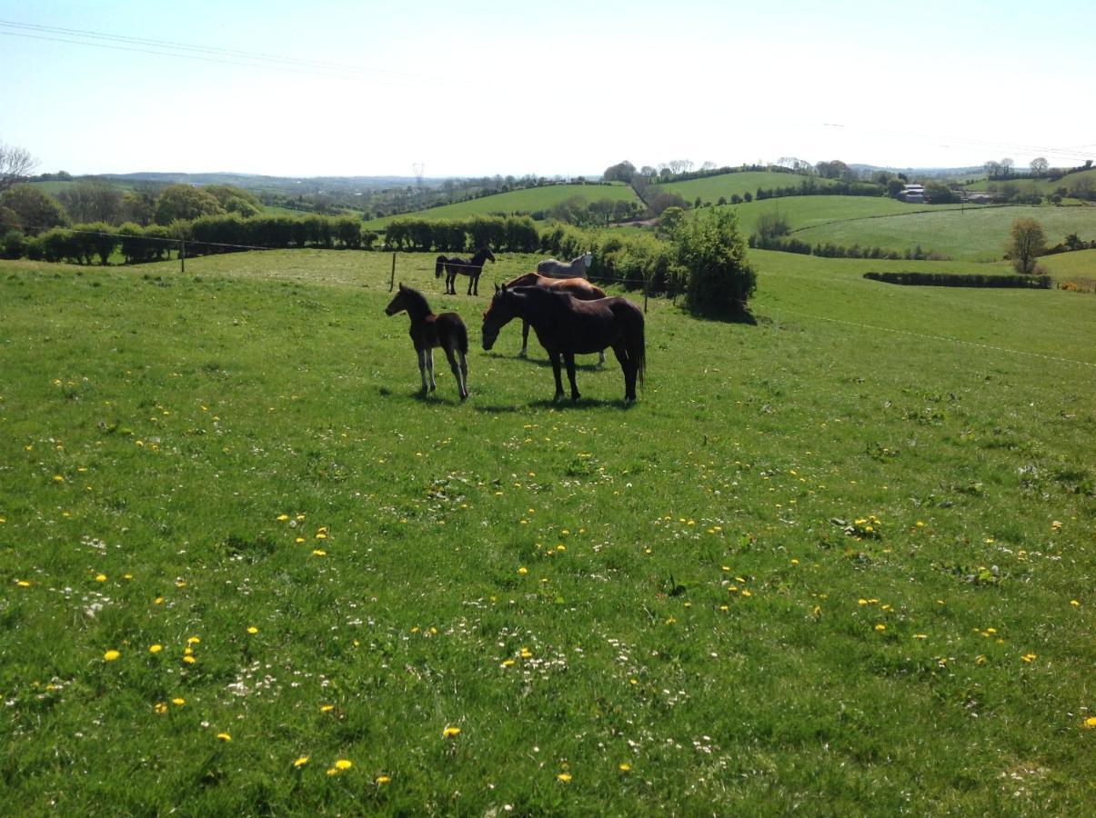 The Rock Equestrian Farm B&B Bailieborough Exterior foto